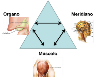 connessione muscolo - organo - meridiano
